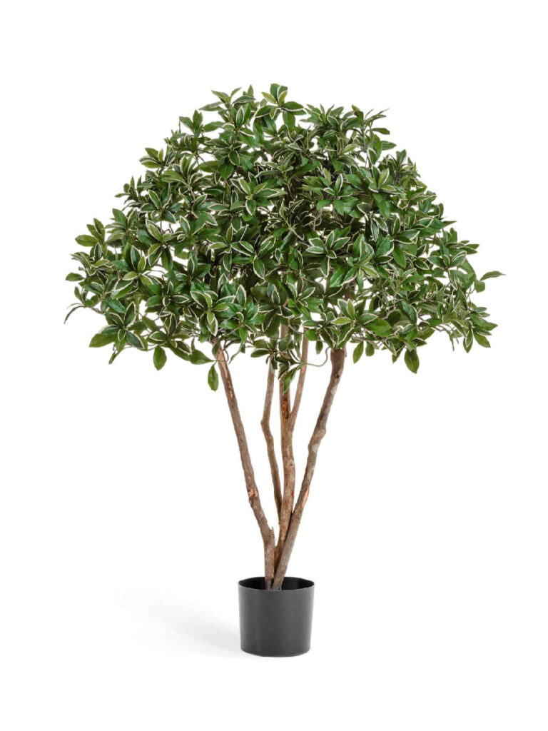 Искусственное дерево Эонимус (Бересклет) Японский зонтичный