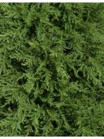 Искусственное дерево Кипарис Тауэр уличный, Treez 10.56005N — изображение 2