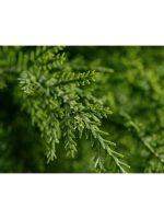 Искусственное дерево Кипарис Тауэр уличный, Treez 10.56005N — изображение 3