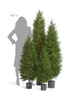 Искусственное дерево Кипарис Тауэр Элегант уличный, Treez 10.56106N — изображение 2