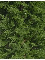 Искусственное дерево Кипарис Тауэр Элегант уличный, Treez 10.56106N — изображение 5