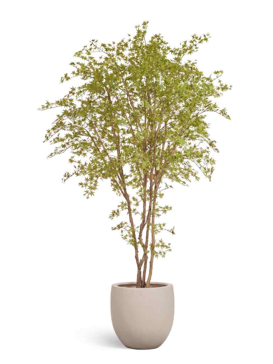 10.56811N-5 Искусственное дерево Гигантский Японский клён Баттерфляй, Treez 10.56811N — изображение 1