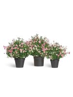 Искусственное растение Альпийское разнотравье с нежно-розовыми и белыми цветами (3 размера), Treez 20.0224072RS-M