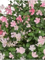 Искусственное растение Альпийское разнотравье с нежно-розовыми и белыми цветами (3 размера), Treez 20.0224072RS-M — изображение 2