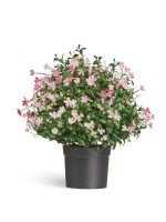 Искусственное растение Альпийское разнотравье с нежно-розовыми и белыми цветами (3 размера), Treez 20.0224072RS-M — изображение 4