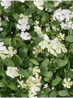 Искусственное растение Альпийское разнотравье с белыми цветами (3 размера), Treez 20.0224072WH-L — изображение 6