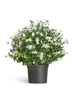 Искусственное растение Альпийское разнотравье с белыми цветами (3 размера), Treez 20.0224072WH-L — изображение 4