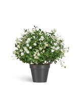 Искусственное растение Альпийское разнотравье с белыми цветами (3 размера), Treez 20.0224072WH-L — изображение 3