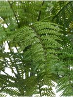Искусственное растение Папоротник Вудвардия, Treez 20.0224077N — изображение 2