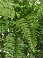 Искусственное растение Папоротник Вудвардия большой, Treez 20.0224078N — изображение 3