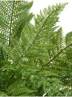 Искусственное растение Папоротник Вудвардия большой, Treez 20.0224078N — изображение 4