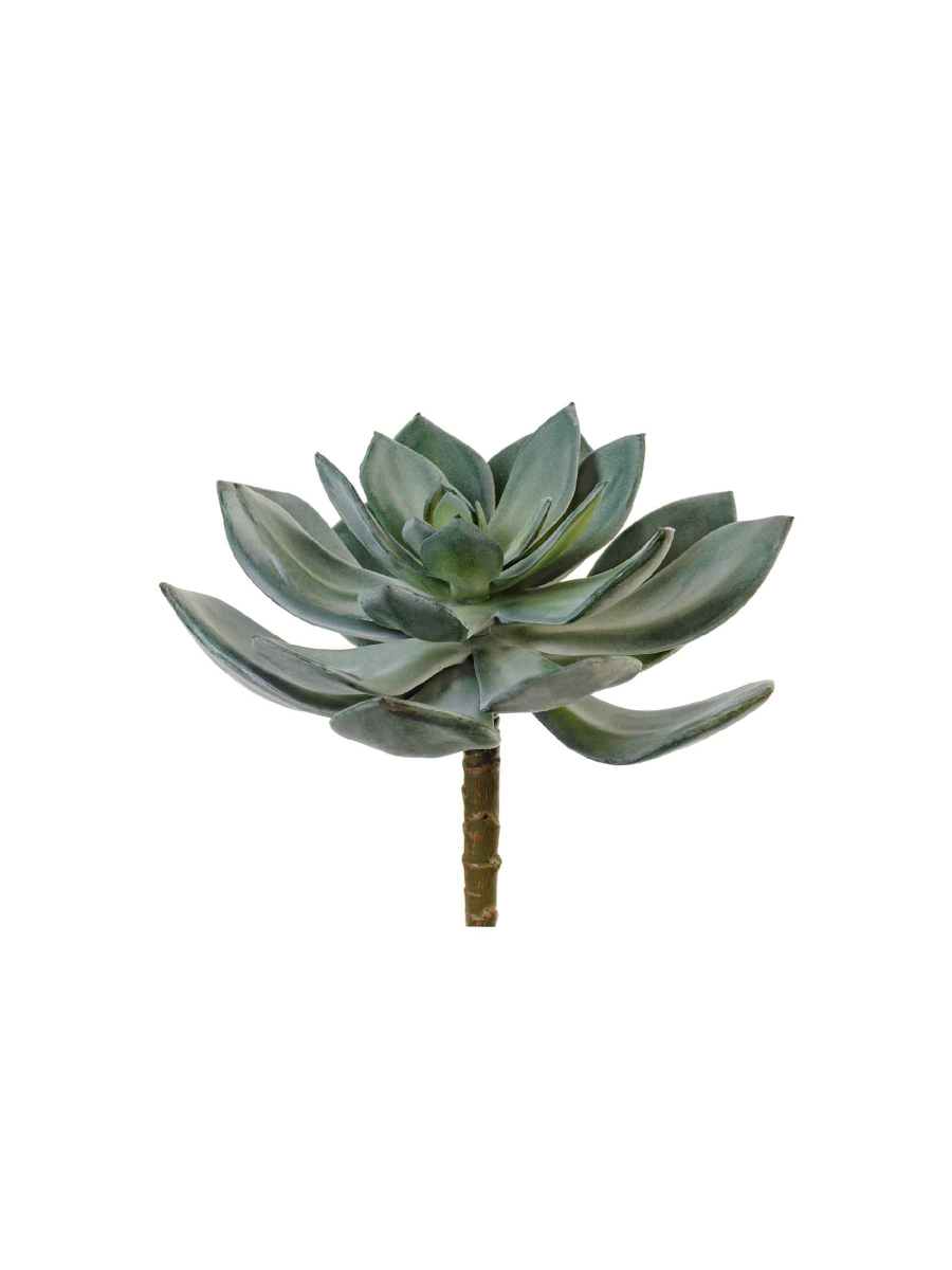 20.091612-DG Искусственные цветы Суккулент Эхеверия Гиббифлора тёмно-зелёная припылённая, Treez 20.091612-DG — изображение 1