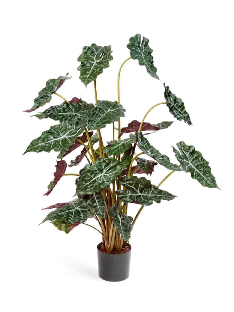 Искусственное растение Алоказия