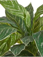 Искусственное растение Аглаонема Страйпс куст бело-зелёный, Treez 20.1156N — изображение 2