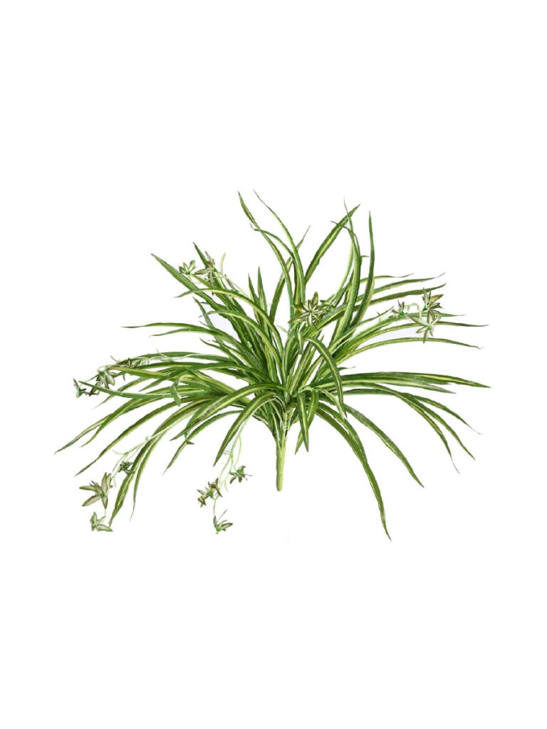 Искусственное растение Хлорофитум бело-зелёный куст с ростками