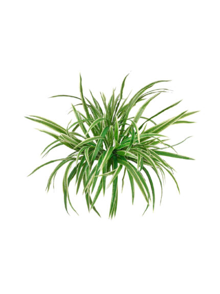 Искусственное растение Хлорофитум бело-зелёный куст большой