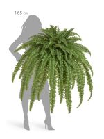 Искусственное растение Папоротник Бостон Новый свисающий Лардж, Treez 20.1374N — изображение 2