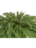 Искусственное растение Папоротник Бостон Новый свисающий Лардж, Treez 20.1374N — изображение 3