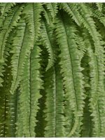 Искусственное растение Папоротник Бостон Новый свисающий Лардж, Treez 20.1374N — изображение 4