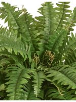 Искусственное растение Папоротник Бостон Новый свисающий Биг, Treez 20.1375N — изображение 4