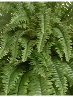 Искусственное растение Папоротник Бостон Новый свисающий Гигант, Treez 20.1376N — изображение 3