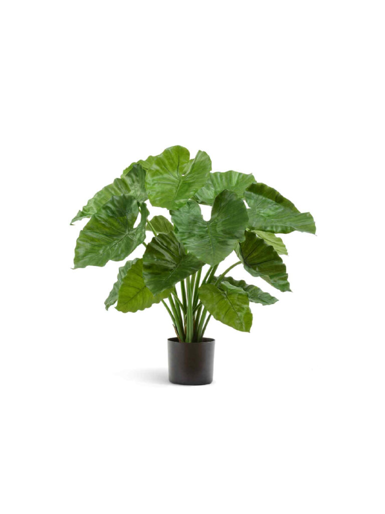 Искусственное растение Алоказия Калидора куст