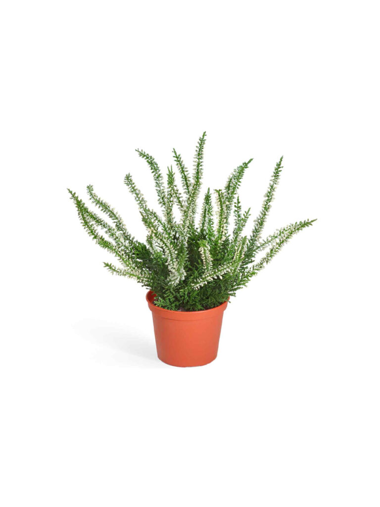 Искусственное растение Эрика (вереск) куст белый