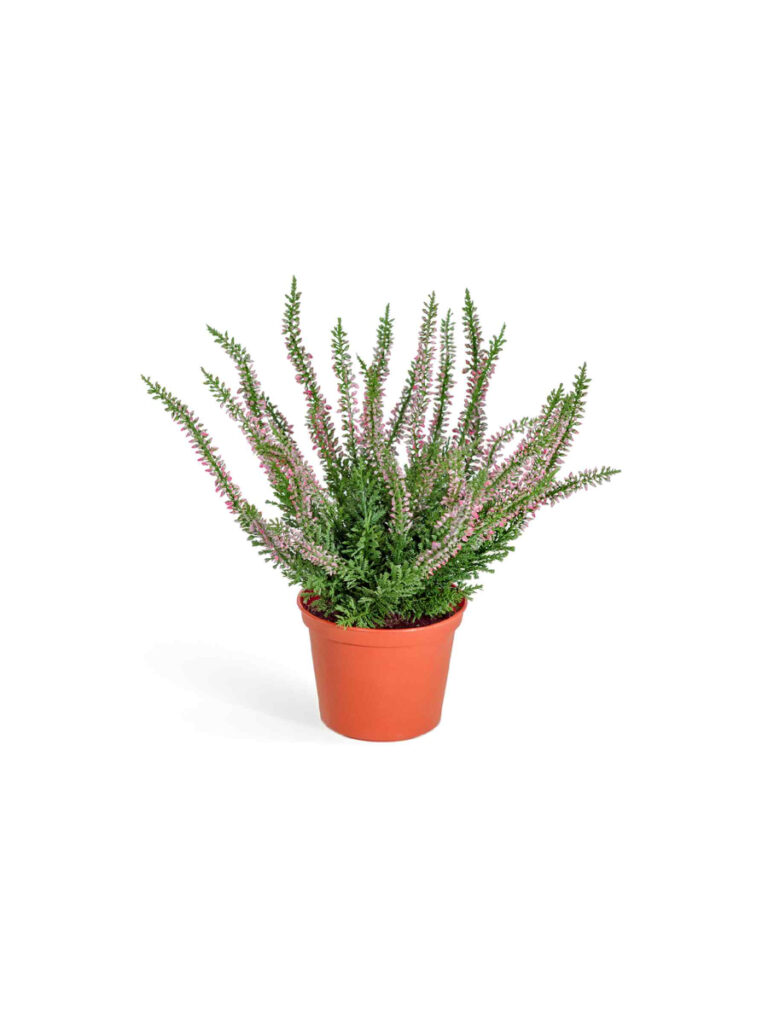 Искусственное растение Эрика (вереск) куст нежно-розовый