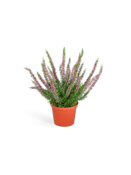 Искусственное растение Эрика (вереск) куст тёмно-сиреневый