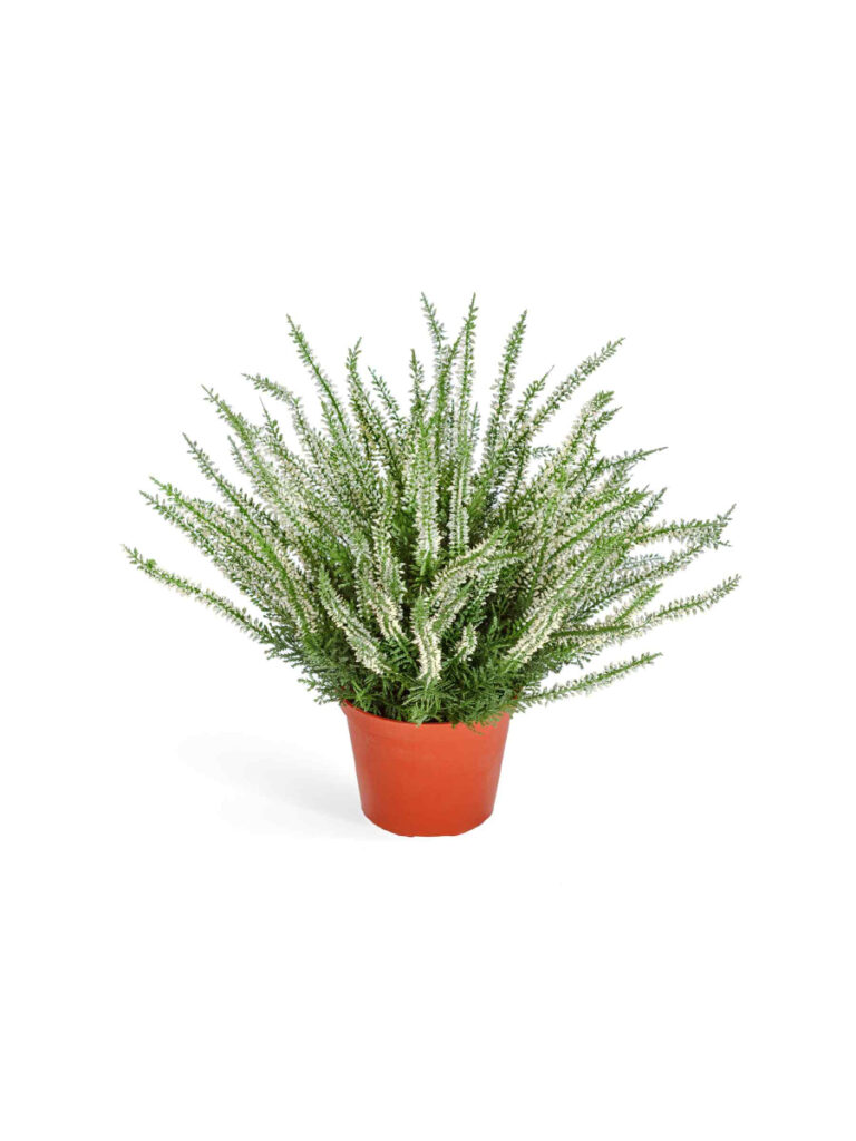 Искусственное растение Эрика (вереск) большой куст белый