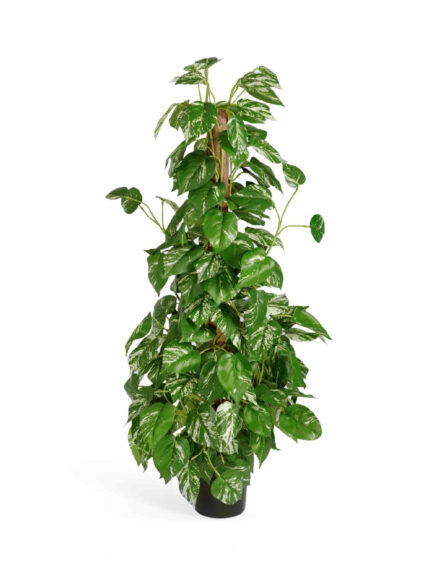 Искусственное растение Потос куст