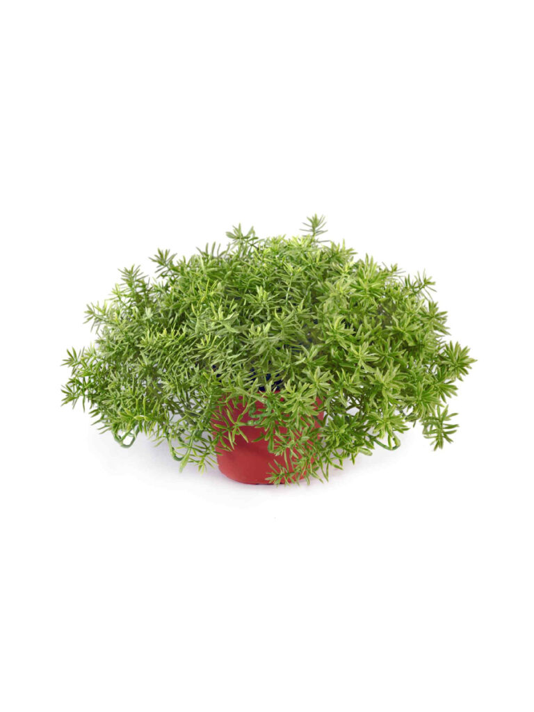 Искусственное растение Дасти Миллер куст в горшочке