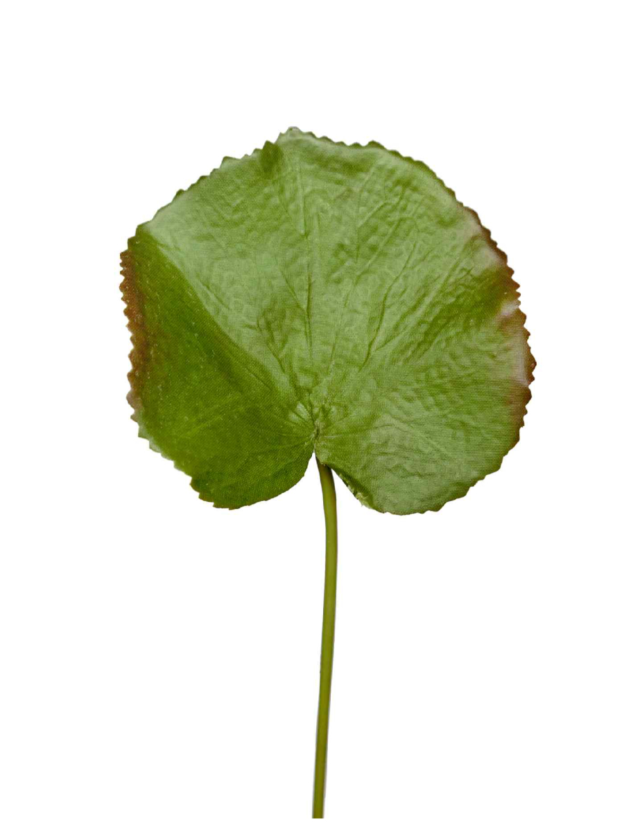 30.03080088GR Искусственные цветы Лист галакса малый в-37 см д-8х10 см, Treez 30.03080088GR — изображение 1