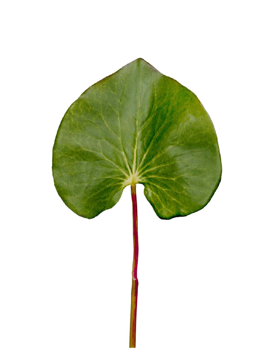 30.03080089GR Искусственные цветы Лист галакса большой в-46 см д-9х12 см, Treez 30.03080089GR — изображение 1