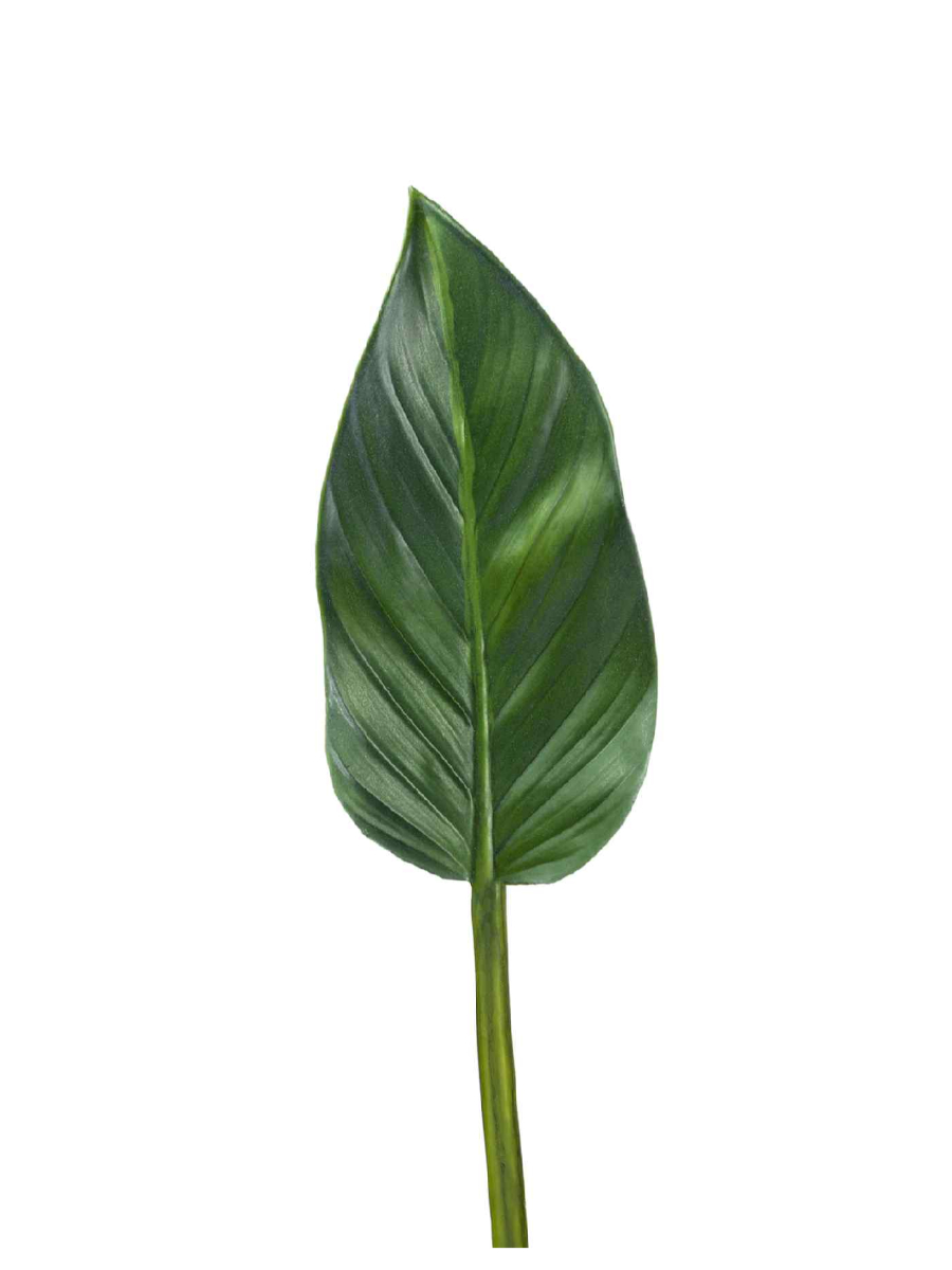 30.03110118GR_MDP Искусственные цветы Лист Колоказии, Treez 30.03110118GR_MDP — изображение 1