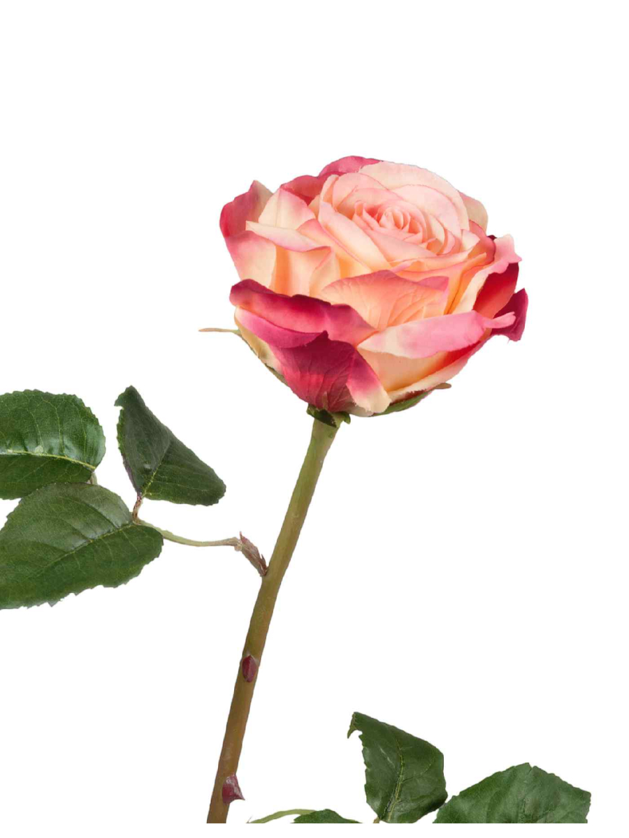 30.03150253YPK Искусственные цветы Роза Верди нежно-персиковая с темно-малиновым, Treez 30.03150253YPK — изображение 1