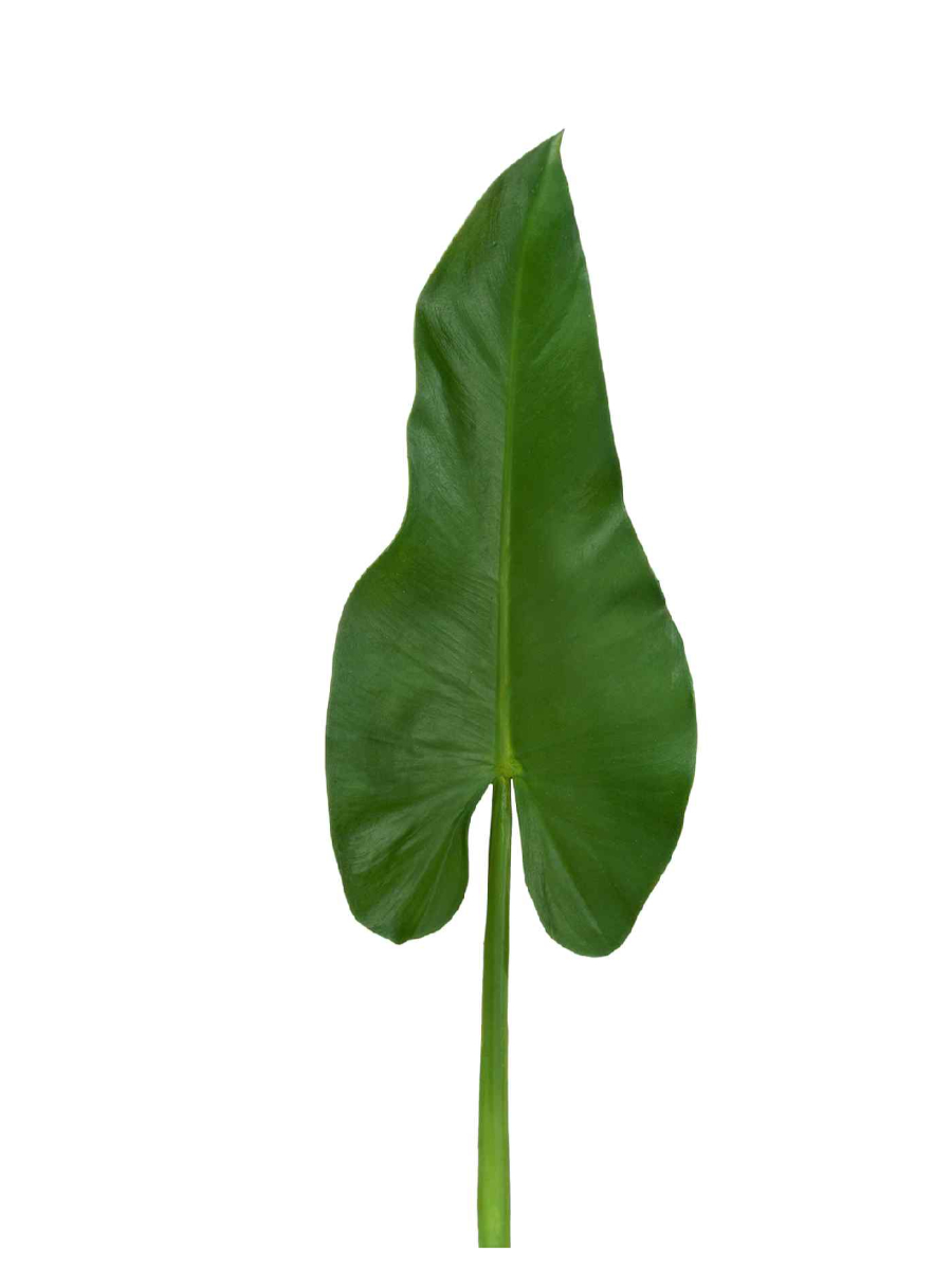 30.0611063 Искусственные цветы Лист Каллы, Treez 30.0611063 — изображение 1