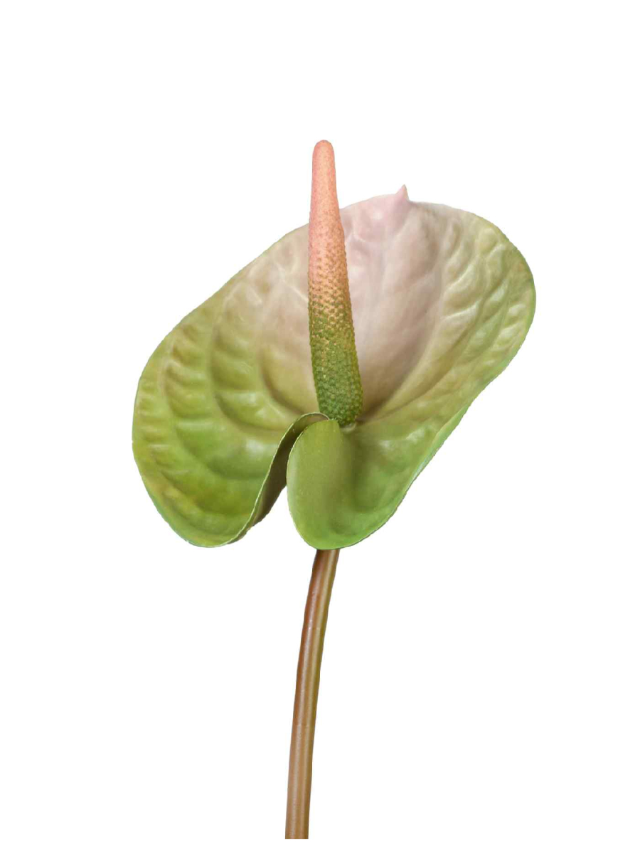 30.0613115PKG Искусственные цветы Антуриум Андрэ зелёный с розовым, Treez 30.0613115PKG — изображение 1