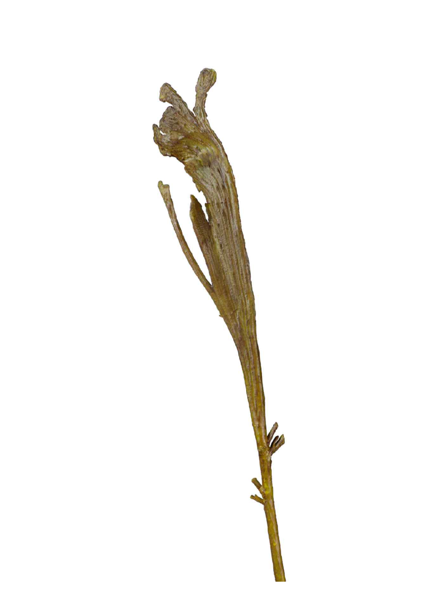 30.0613206GR Искусственные цветы Ветка Салекса зелёная, Treez 30.0613206GR — изображение 1