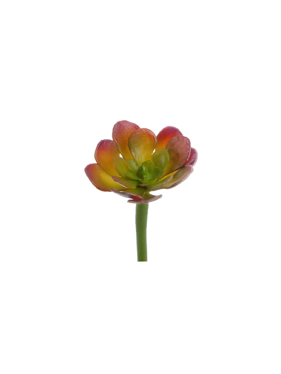 30.0616197BRG Искусственные цветы Мини-Суккулент Эониум Декорум зелёно-бордовый, Treez 30.0616197BRG — изображение 1