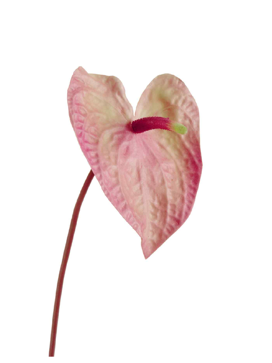 30.11170021LPK Искусственные цветы Антуриум Макс нежно-розовый с кремово-зелёным, Treez 30.11170021LPK — изображение 1