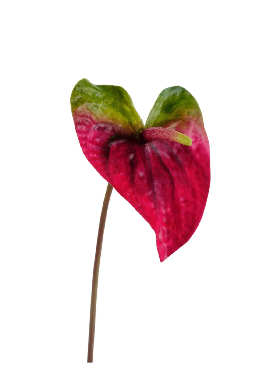 30.11170021RDG Искусственные цветы Антуриум Макс зелёный с малиново-бордовым, Treez 30.11170021RDG — изображение 1