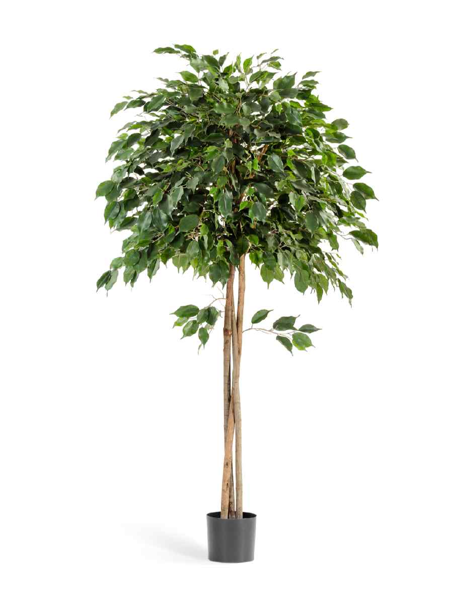 10.32605N Искусственное дерево Фикус Бенджамина зонтичный, Treez 10.32606N — изображение 1