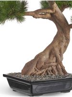 Искусственное дерево Бонсай Сосна Японская белая Негиши в керамическом кашпо, Treez 10.46002N — изображение 2