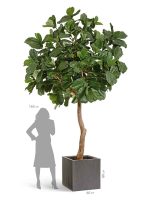 Искусственное дерево Гигантский фикус Лирата штамбовый, Treez 10.56912N — изображение 5