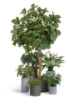 Искусственное дерево Гигантский фикус Лирата штамбовый, Treez 10.56912N — изображение 8